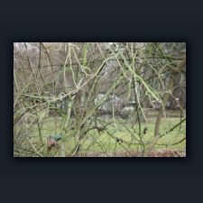 Garten 003.jpg