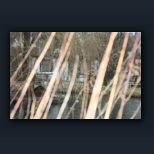 Garten 044.jpg