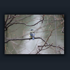 Garten 045.jpg
