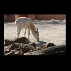 IMG_8475.jpg
