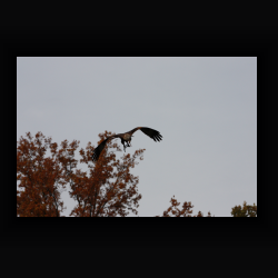 IMG_6053.jpg