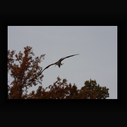 IMG_6054.jpg