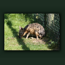 Zoo011.jpg