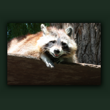 Zoo016.jpg