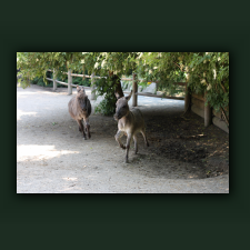Zoo022.jpg