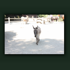 Zoo025.jpg