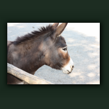 Zoo028.jpg