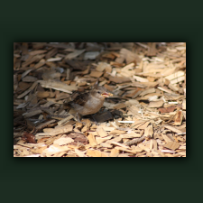 Zoo030.jpg