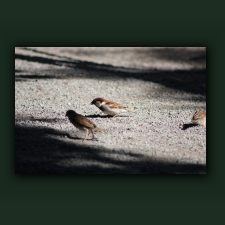 Zoo032.jpg