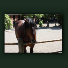 Zoo040.jpg