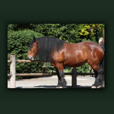 Zoo042.jpg