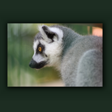 Zoo043.jpg
