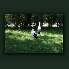 Zoo044.jpg