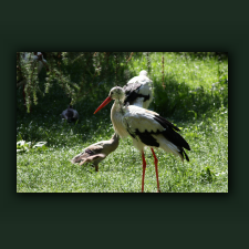 Zoo047.jpg