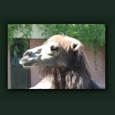 Zoo051.jpg
