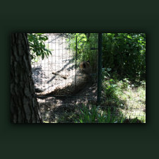 Zoo053.jpg