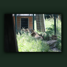 Zoo055.jpg