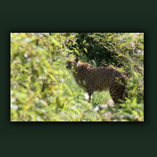 Zoo056.jpg