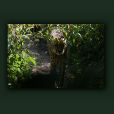 Zoo058.jpg