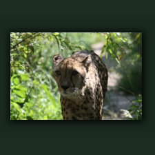 Zoo062.jpg