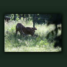 Zoo067.jpg