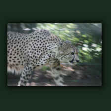 Zoo069.jpg