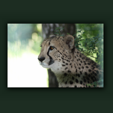 Zoo071.jpg
