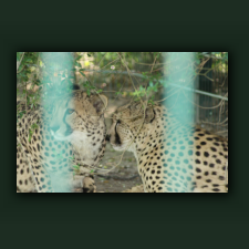 Zoo072.jpg