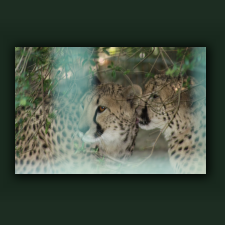 Zoo073.jpg